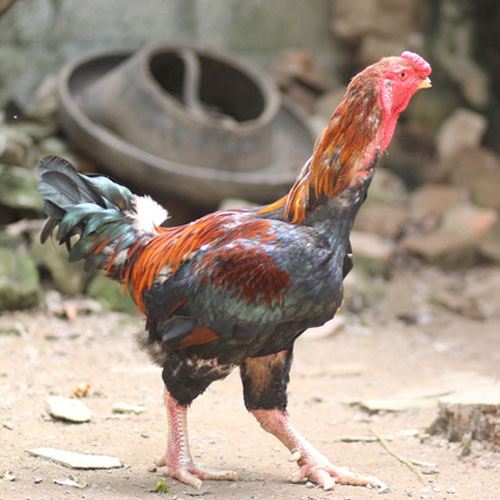 Gà bản