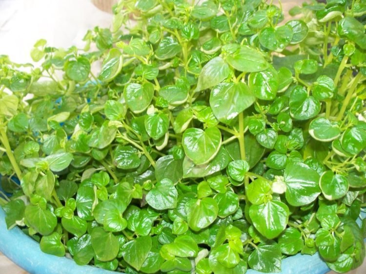 Rau càng cua