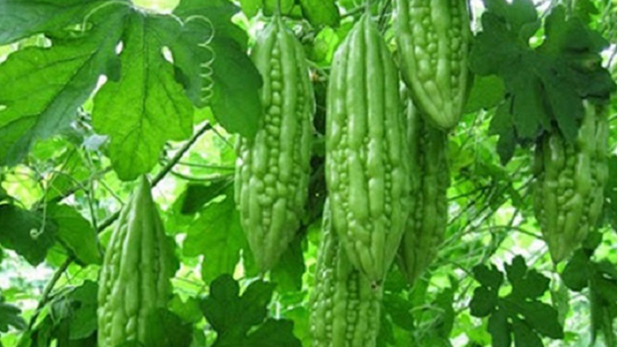 Quả mướp đắng/khổ qua