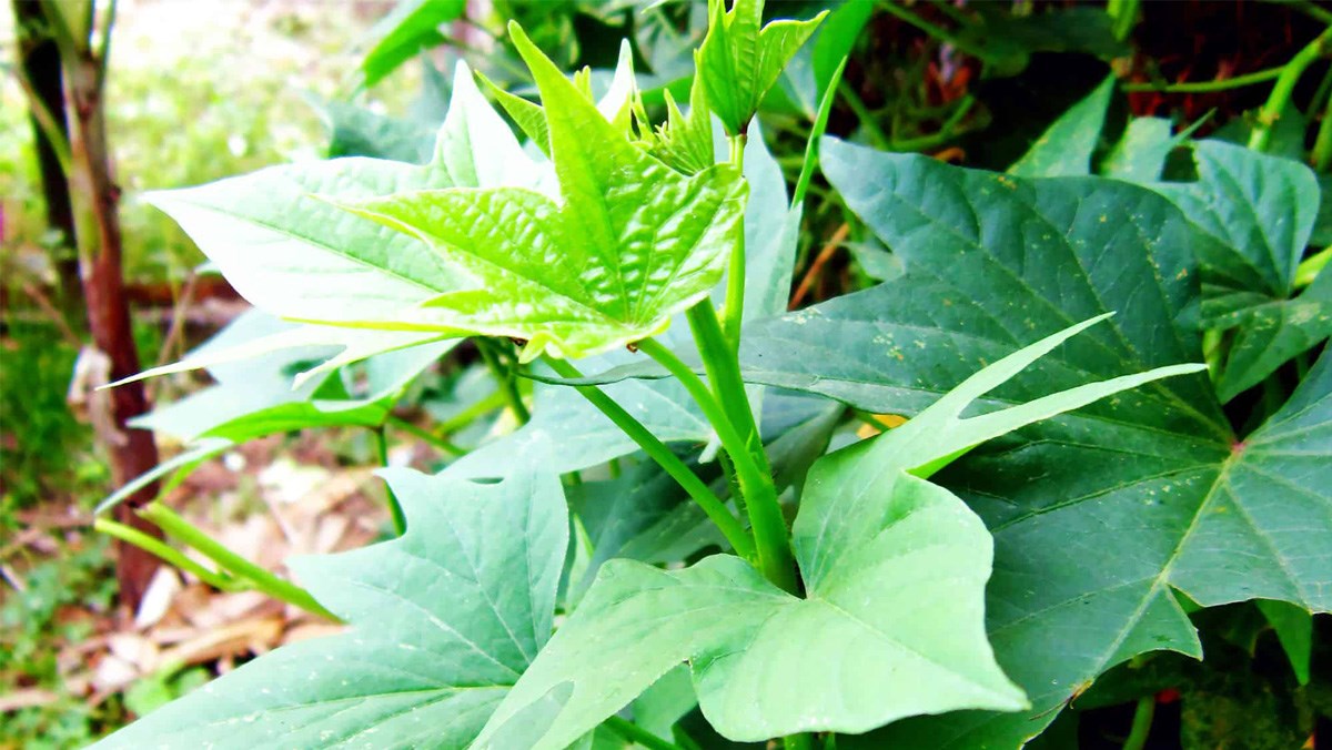 Rau khoai lang